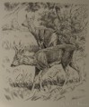 /album/fotogalerie-skici-a-studie/srnci-par-ilustrace-perokresba-22-x-20-cm-jpg1/